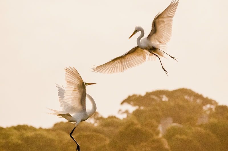 dancing-egrets-patrick-obrien