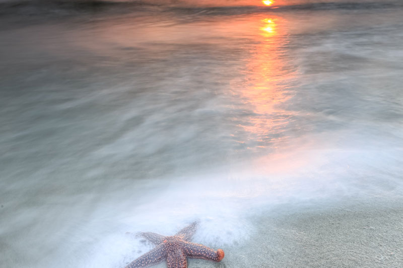 starfish-sunrise-justin-falk