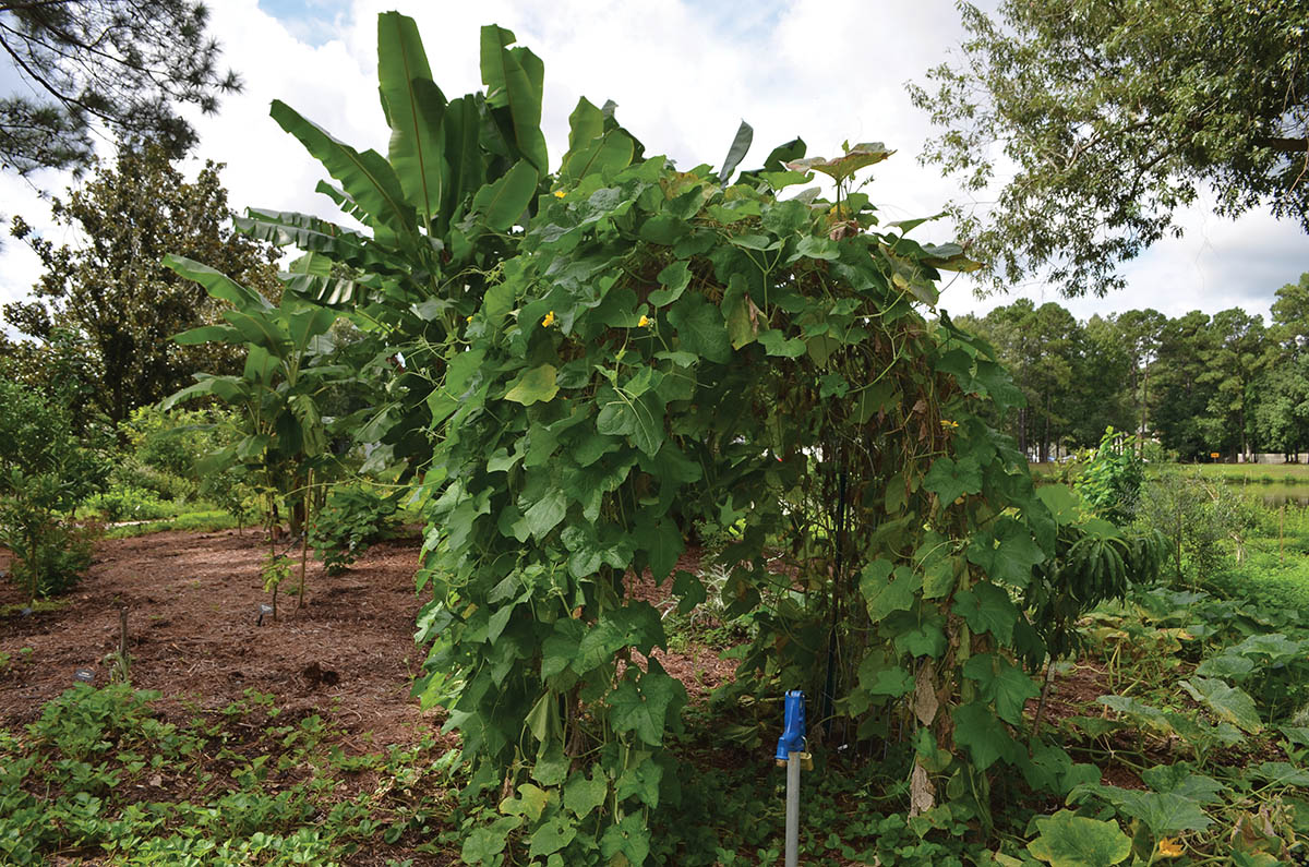 The Charleston Parks Conservancy chose to plant the food forest in the Ardmore-Sherwood Forest neighborhood because residents there have little access to healthy, affordable foods and many experience food insecurity. The conservancy is working on new signage that will educate visitors on what, how, and when to harvest.