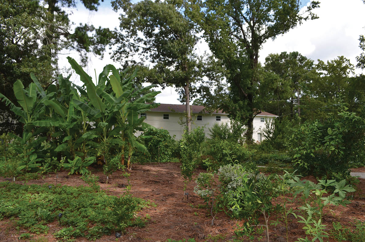 The Charleston Parks Conservancy chose to plant the food forest in the Ardmore-Sherwood Forest neighborhood because residents there have little access to healthy, affordable foods and many experience food insecurity. The conservancy is working on new signage that will educate visitors on what, how, and when to harvest.